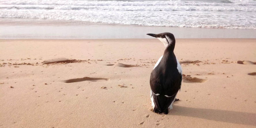 Guillemot de Troïl